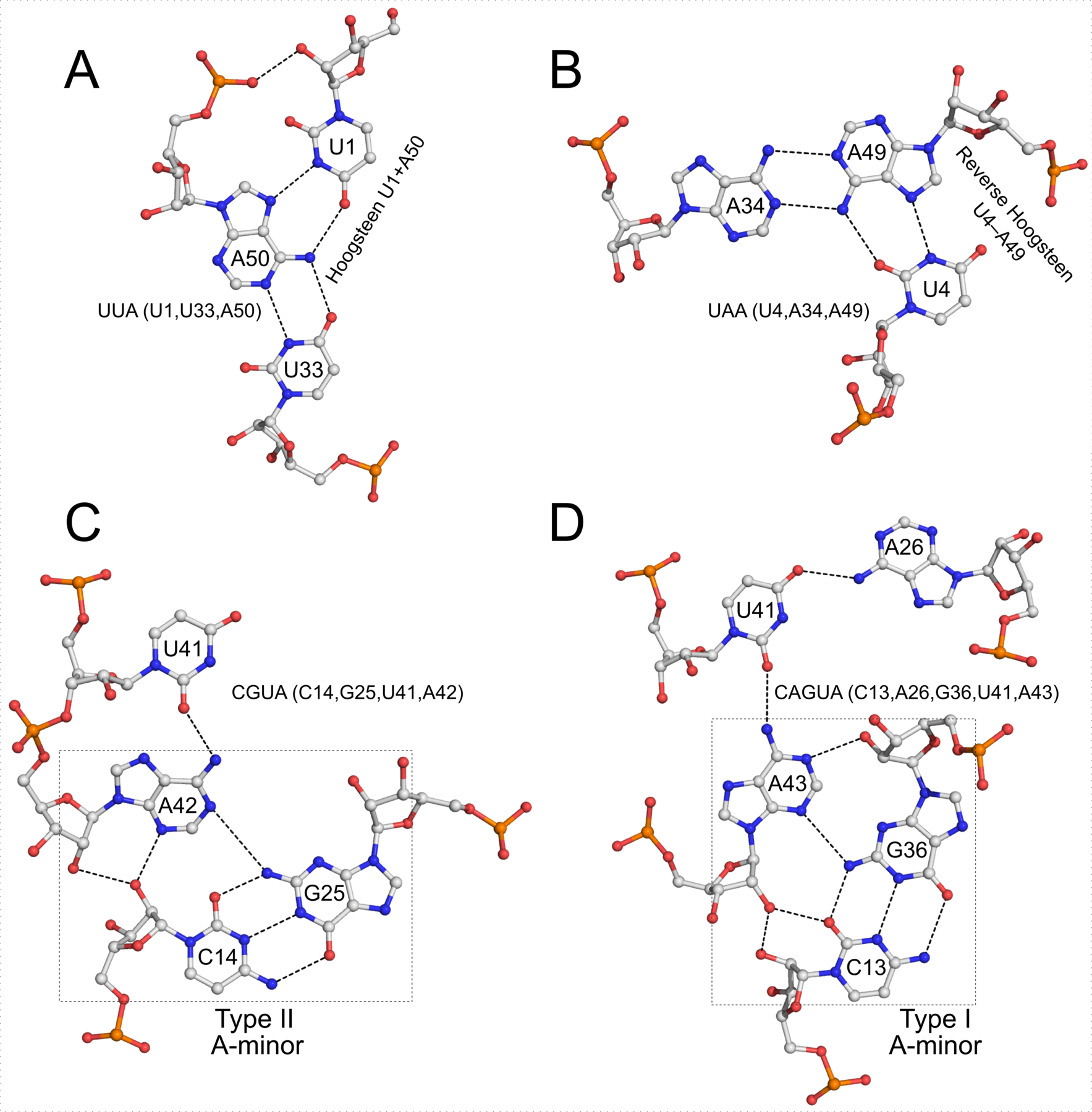 "four base multiplets in env22 twister ribozyme (4rge)" title="four base multiplets in env22 twister ribozyme (4rge)"